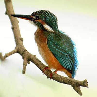 alcedo atthi - common kingfisher - s