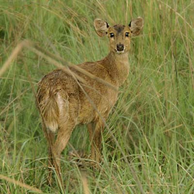 hog deer - axis porcinus