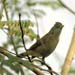 acrocephalus aedon - thickbilled warbler - 