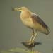 ardeola grayii - pond heron - 