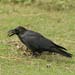 corvus macrorhychos - jungle crow- 