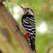 dendrocopos macei - fulvousbreasted woodpecker - 