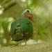 emerald dove - chalcophaps indica