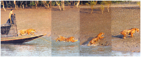 Sundarban Man Animal Conflict